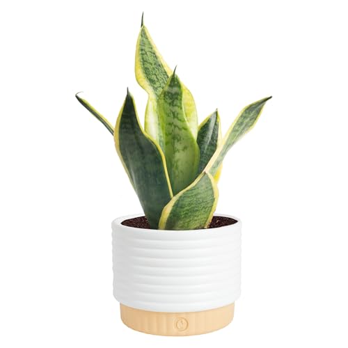 Costa Farms Snake Plant, Live Indoor Plant, Air Purifying, Easy Low Light | Nearly indestructible and thrives in low light. Great indoor houseplant. Ideal housewarming or birthday gift.
