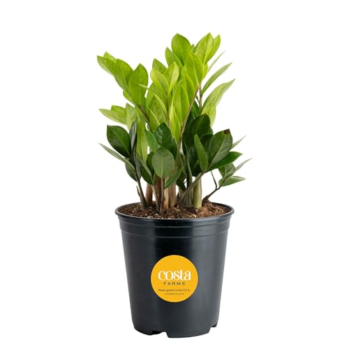 Costa Farms ZZ Plant, Live Indoor Plant, Air Purifying, Easy Care | Glossy, drought-tolerant and nearly impossible to kill. Great indoor houseplant. Ideal housewarming or birthday gift.