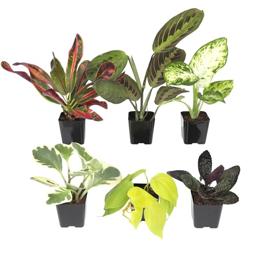Easy to Grow Live Houseplants (6 Pack), Deluxe Collection of Assorted Air Purifying Indoor Plants, Peperomia, Spider Plants, No Duplicates, Pothos, Easy Plant Care, 2 in Pots, Begonia, Croton