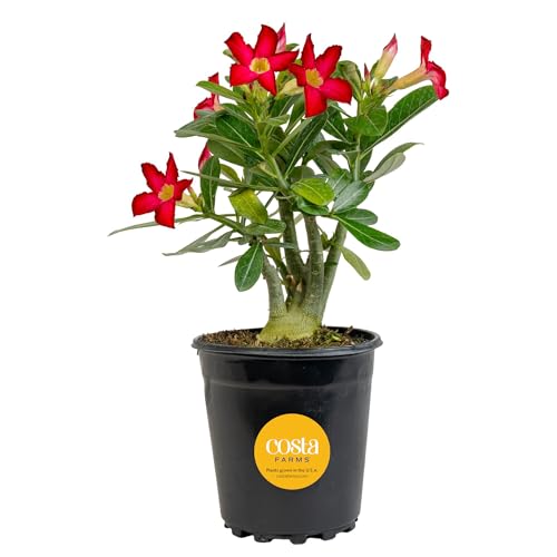 Costa Farms Succulents, Live Indoor Plant, Easy Care, Home Decor