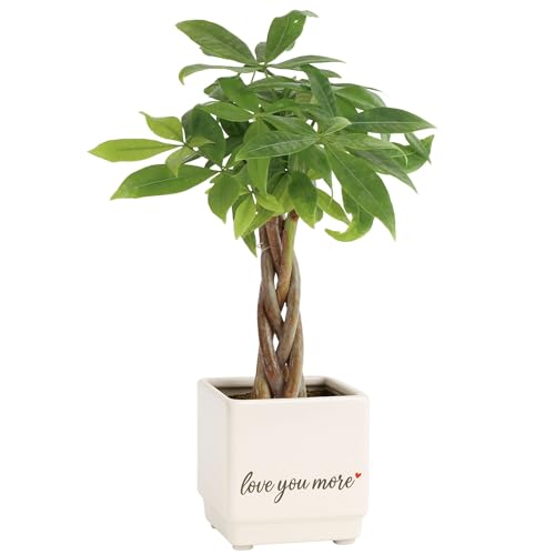 Costa Farms Money Tree, Live Indoor Plant, Braided Trunk, Easy Care | Braided good-luck tree, low-maintenance and forgiving. Great indoor houseplant. Ideal housewarming or birthday gift.