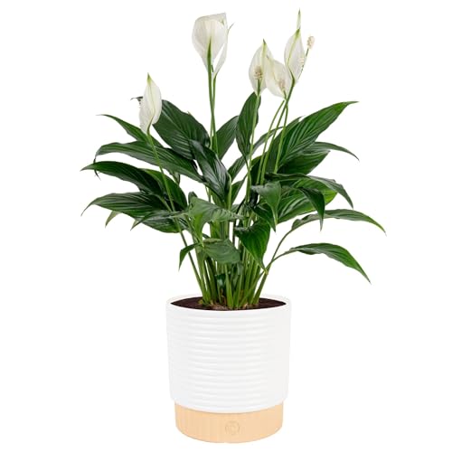 Costa Farms Peace Lily, Live Indoor Plant, Air Purifying, Flowers, 6-in Pot | Glossy foliage with white blooms, forgiving and easy. Enjoy flowers indoors. Great indoor houseplant. About 14-24 in tall.